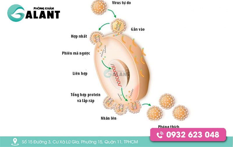 Hiv Tấn Công Vào Tế Bào Nào